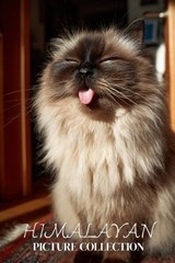 Himalayan Cat Photo Collection - Ymi Collection - 9798244679663