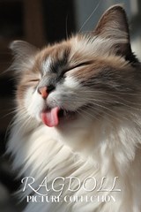 Ragdoll Cat Photo Collection - Ymi Collection - 9798244682717