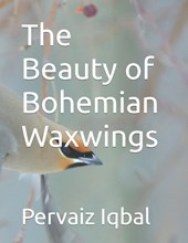 The Beauty of Bohemian Waxwings