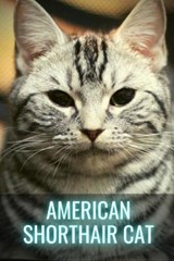 American Shorthair Cat - SID,  Ilya - 9798512024799