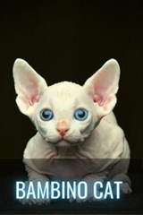 Bambino Cat - SID,  Ilya - 9798512443774