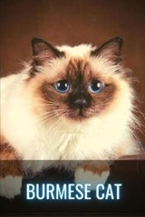 Burmese Cat - SID,  Ilya - 9798512500309