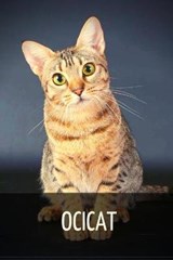 Ocicat - SID,  Ilya - 9798515180331