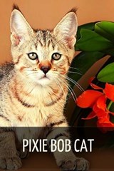 Pixie Bob cat - SID,  Ilya - 9798515312381