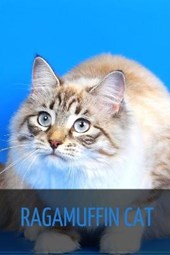 Ragamuffin Cat