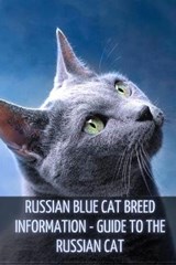 Russian Blue Cat Breed Information - SID,  Ilya - 9798516267079
