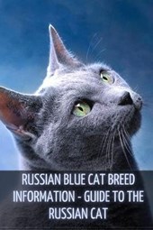 Russian Blue Cat Breed Information