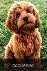 Cockapoo - SID,  Ilya - 9798518557307