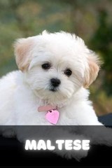 Maltese - SID,  Ilya - 9798523054419