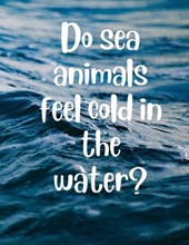 Do sea animals feel cold in the water?
