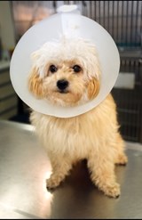 A Celebration of All Pets and Companion Animals - Peter Freeman - 9798852233547