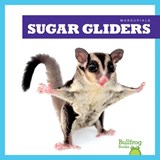 Sugar Gliders - Natalie Deniston - 9798892135269