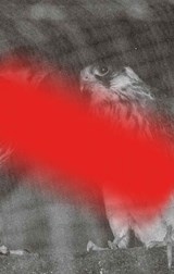 Modern Animal - Yevgenia Belorusets - 9798994314401