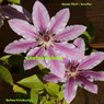 Lentekriebels - Hannie Piket - Schuller - 9789462548329