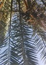Onder de palmboom - Ellen Mastenbroek - 9789402193329