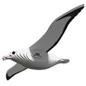 Eugy 3D Model: VOGEL / KONINGSALBATROS 12,2x31,9x3,2cm, in karton, in box, 6+ - Eugy - 9421036940190