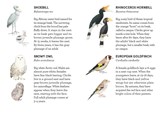 Match a Baby Bird - Unwin Mike ; Berrie Christine - 9781399608541