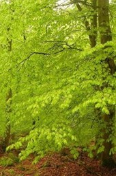 Spring Green Leaves in a Beech Tree Forest Journal