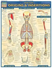 Muscular Origins & Insertions Reference Guide