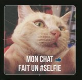 Mon chat fait un selfie ! - Charlie Ellis - 9782754084604