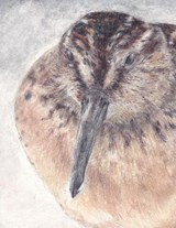 Breedbekstrandloper - Dietske Geerlings - 9789083181325