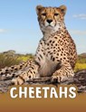 Cheetahs - Jaclyn Jaycox - 9781398202429