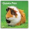 Guinea Pigs 2027 12 X 24 Inch (Hanging) Monthly Square Wall Calendar Plastic-Free -  - 9798330711901