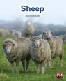 SHEEP - BEVERLEY RANDELL - 9780170328920