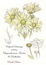 Original Drawings Including Chrysanthemums, Freesias and Rudbeckias - Dandi Palmer - 9780463083161