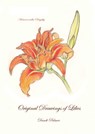 Original Drawings of Lilies - Dandi Palmer - 9780463192900