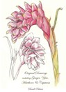 Original Drawings Including Ginger, Yew, Hawthorn & Capsicum - Dandi Palmer - 9780463320891