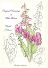 Original Drawings of Wild Flowers - Dandi Palmer - 9780463325032