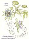 Original Drawings of Leaves and Climbing Plants - Dandi Palmer - 9780463617519