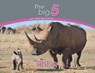 Rhino - Megan Emmett - 9780639300061