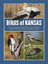 Birds of Kansas - Max C. Thompson ; Charles A. Ely ; Bob Gress ; Chuck Otte - 9780700617821