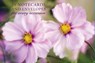 Card Box of 20 Notecards and Envelopes: Pink Cosmos -  - 9780754825906
