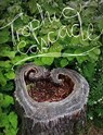 Trophic Cascade - Camille T. Dungy - 9780819578563