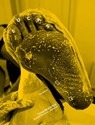 Sarah Lucas - LUCAS,  Sarah ; Lawrence, D. H. ; Simmons, Julian - 9780863557705