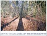 Angels In The Undergrowth - John R. J. Taylor ; Phil Gray - 9780956626431
