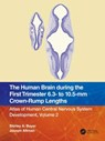 The Human Brain during the First Trimester 6.3- to 10.5-mm Crown-Rump Lengths - SHIRLEY A. (INDIANAPOLIS,  Indiana, USA) Bayer ; Joseph (Indianapolis, Indiana, USA) Altman - 9781032183275
