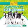 Cachorros de Bulldog Francés (French Bulldog Puppies) - David Armentrout - 9781039619937
