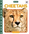 Cheetahs - Elizabeth Andrews - 9781098246884