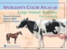 Spurgeon's Color Atlas of Large Animal Anatomy - Thomas O. McCracken ; Robert A. Kainer ; Thomas L. Spurgeon - 9781118685976