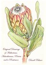 Original Drawings of Anthuriums, Antirrhinums, Proteas and a Penstemon - Dandi Palmer - 9781370073160