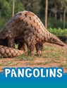 Pangolins - Jaclyn Jaycox - 9781398238831