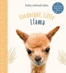Goodnight, Little Llama - Amanda Wood - 9781419748417
