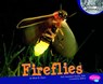 Fireflies - Mary R. Dunn - 9781429671200