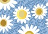 Daisies Note Cards (14 Cards, 15 Self-Sealing Envelopes) -  - 9781441347978