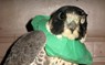 Emergency Wild Bird Care [Article] - Velma Southerland - 9781465826527