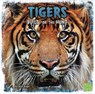 Predator Profiles Pack A of 6 - Julia Vogel ; Tammy Gagne ; Christine Zuchora-Walske ; Lori Polydoros - 9781474702010